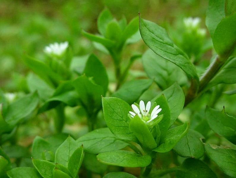 Stellaria media / Centocchio